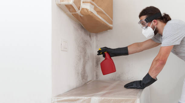 Basement Mold Remediation treatment on basement walls in Woodbine